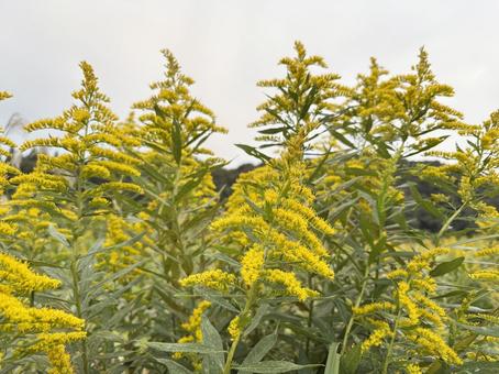 セイタカアワダチソウ セイタカアワダチソウ,雑草,草の写真素材