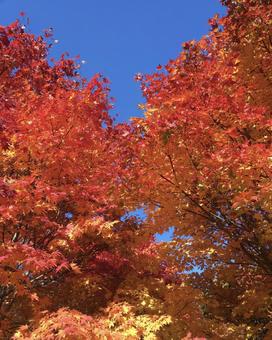 紅葉!秋 紅葉!秋の写真