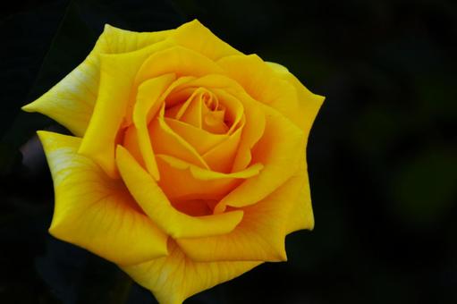 バラの花 バラの花の写真