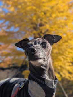 秋のお散歩 イタグレ,イチョウ,銀杏の写真素材