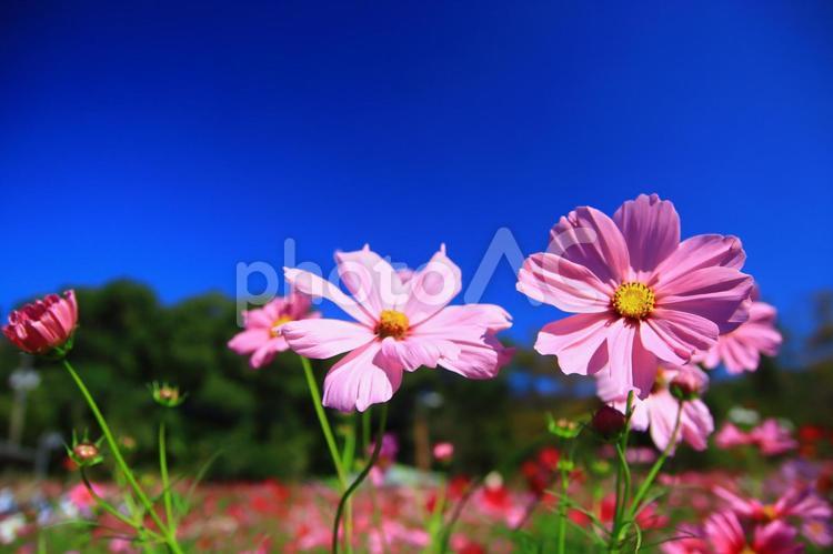 コスモス畑で秋のイメージ素材 コスモス,花,空の写真素材