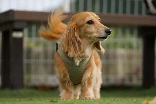 ドッグランのカニンヘンダックスフンド ドッグランのカニンヘンダックスフンド 犬,カニンヘンダックスフンド,ダックスフンドの写真素材