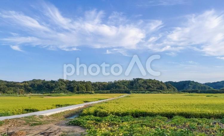 千葉県南部　8月の稲田の風景 稲田,田圃,八月の写真素材