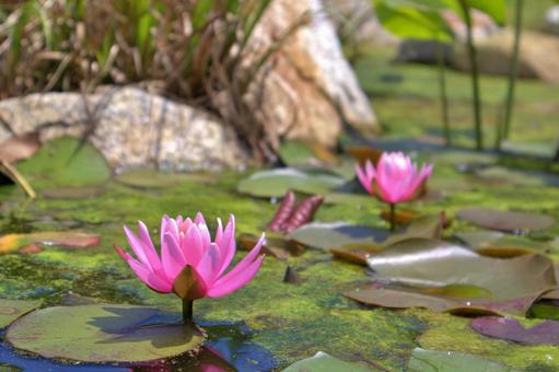 Lotus flower blooming in a pond, the national flower of India, JPG Lotus flower blooming in a pond, the national flower of India, JPG