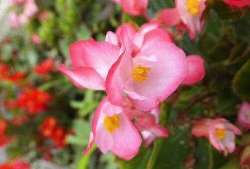 ベゴニア [Begonia]-001の写真