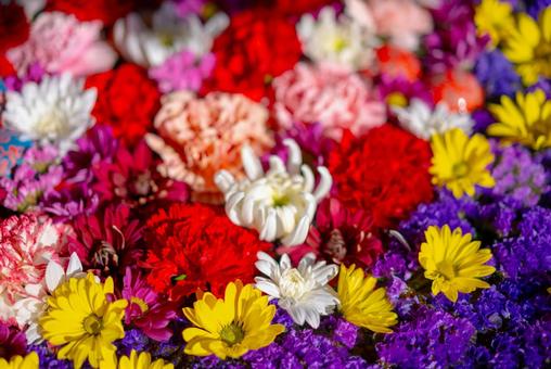 カラフルな花の絨毯 花,フラワー,植物の写真素材