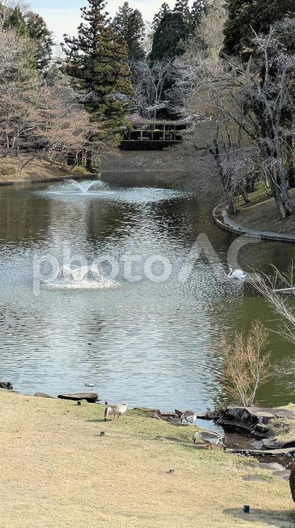 川村美術館の池 川村美術館,風景,道の写真素材
