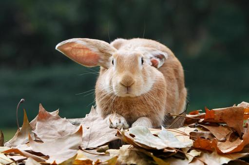 ペットのうさぎ うさぎ,ペット,干支の写真素材