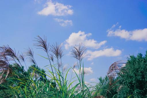 すすきと青空 草花,草,空の写真素材