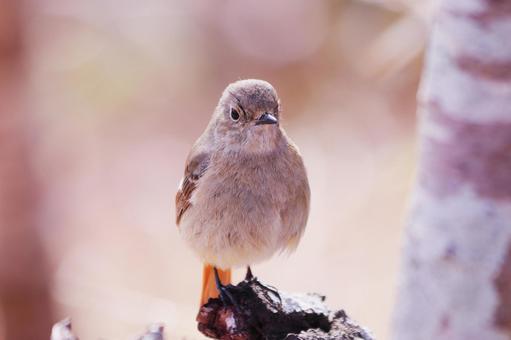 木に止まるジョウビタキの雌 木に止まるジョウビタキの雌 鳥,ジョウビタキ,冬の写真素材