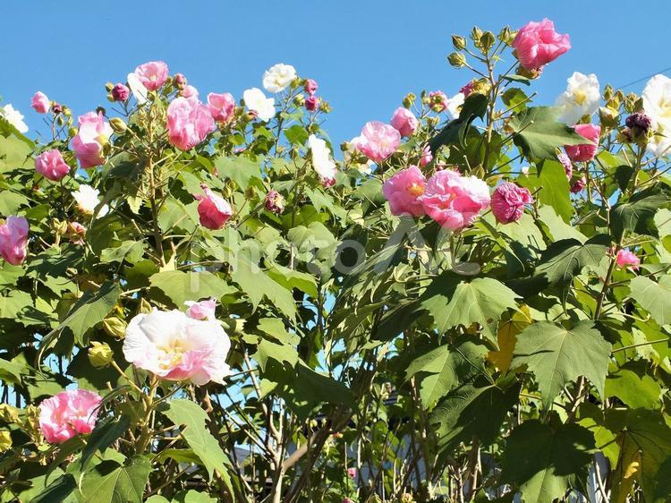 ピンクと白の花々の競演 スイフヨウ,酔芙蓉,芙蓉の写真素材