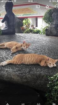 タイ野良猫2 タイ野良猫2の写真
