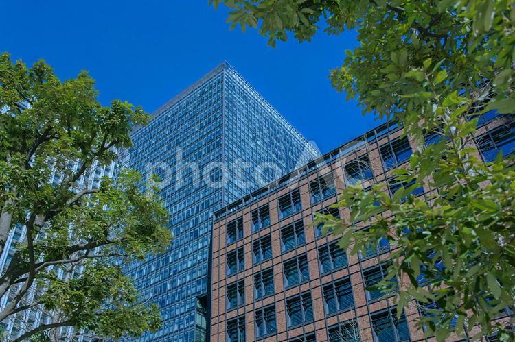 オフィスビル　緑の木 ビル,ビジネス,オフィスビルの写真素材