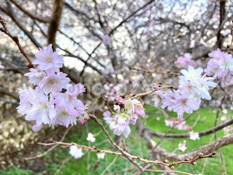 冬に咲く十月桜 桜,ピンク,花の写真素材