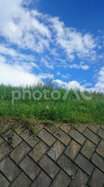 雲がたなびく秋空と公園の緑 秋空,青い空,公園の写真素材