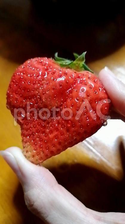 瑞々しいいちご いちご,苺,イチゴ狩りの写真素材