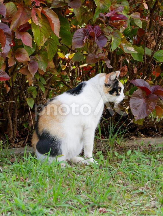 横を向く三毛猫 三毛猫,猫,動物の写真素材
