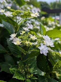 額紫陽花　ガクアジサイ　の写真