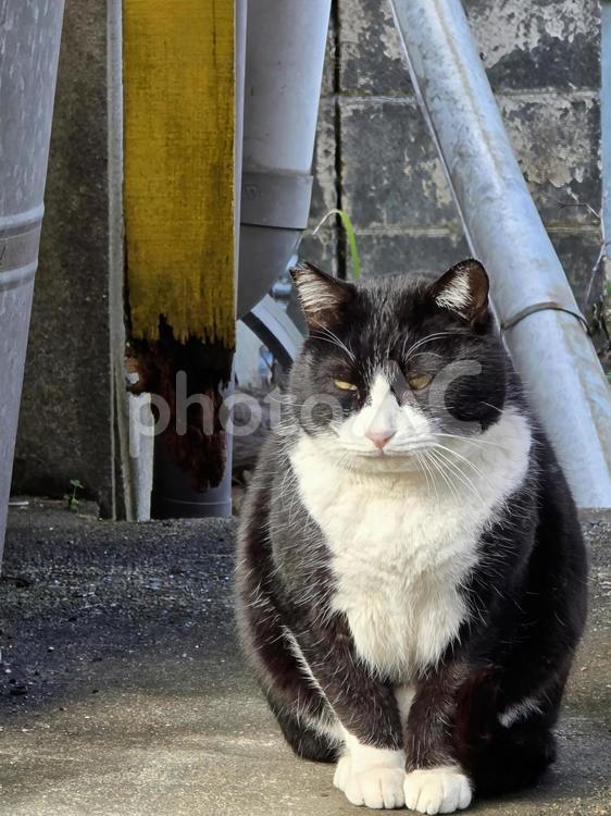 民家の庭先の猫 猫,ネコ,地域猫の写真素材