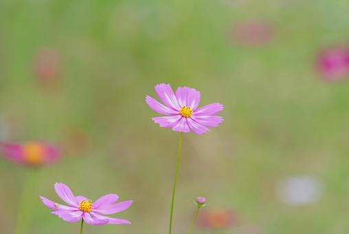 Beautiful pink cosmos, JPG