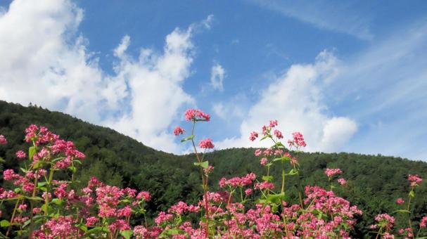 信州の秋 赤い花のソバ畑 信州の秋 赤い花のソバ畑 蕎麦畑,花,秋の写真素材