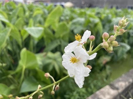 慈姑の花 慈姑の花の写真