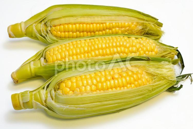 トウモロコシ、corn、野菜、白背景 とうもろこし,白バック,白背景の写真素材