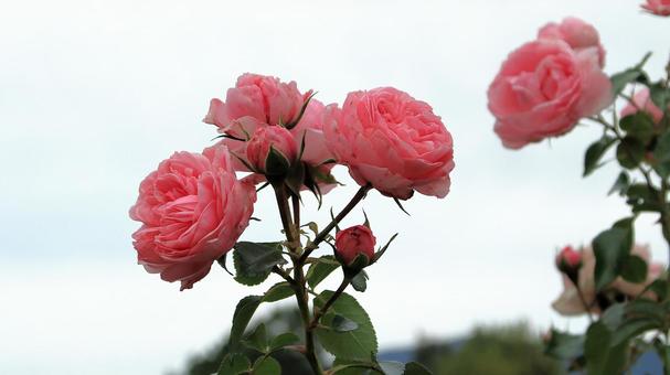 河津バカテル公園　秋バラ 薔薇,秋,花の写真素材