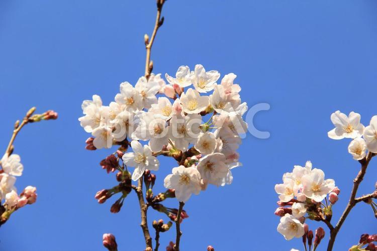 晴天のもと満開に咲く桜 桜,さくら,サクラの写真素材