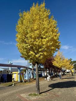 秋の武生中央公園　イチョウ イチョウ,武生中央公園,落葉の写真素材