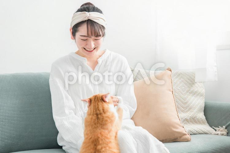 猫におやつをあげる日本人女性（餌） 猫,おやつ,餌の写真素材