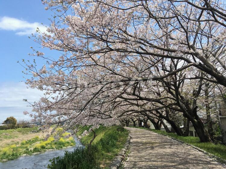 川沿いの桜並木 桜,桜並木,川沿いの写真素材