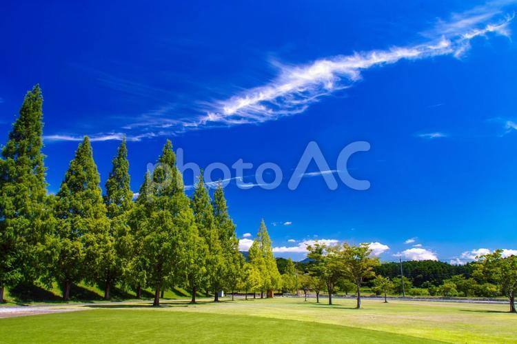 夏の公園、美しい緑の芝生の広場と青空 空,青空,大空の写真素材