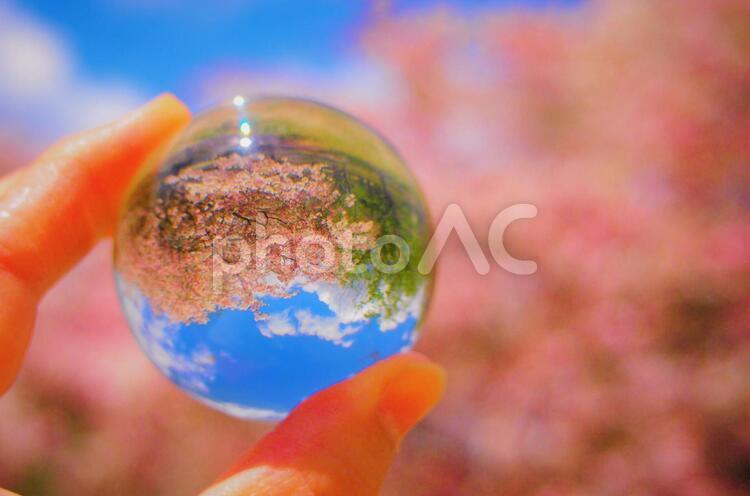 ガラスボールの中の桜 ガラス玉,桜,ビー玉の写真素材