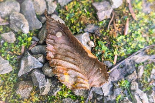 Photo, dead leaves, fallen leaves, leaf, 
