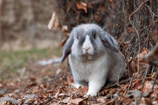 ペットの兎 うさぎ,ペット,干支の写真素材