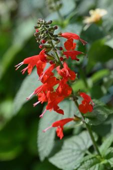 サルビア・コクシネアの写真