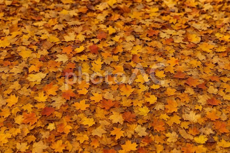 秋の落ち葉の背景素材 落ち葉,秋,紅葉の写真素材