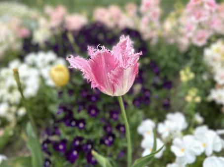 Tulip Pink, JPG Tulip Pink, JPG