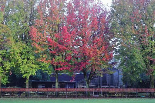 公園の秋の紅葉 公園の秋の紅葉の写真