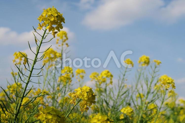 菜の花畑　もうすぐ春 菜の花,畑,空の写真素材