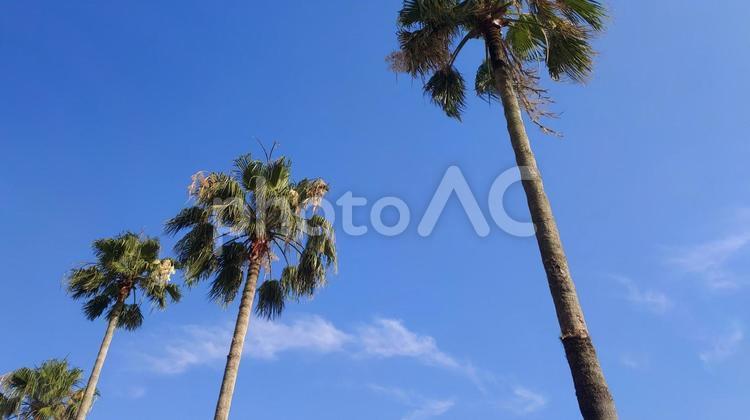 青空とヤシの木 ヤシの木,パームツリー,風景の写真素材