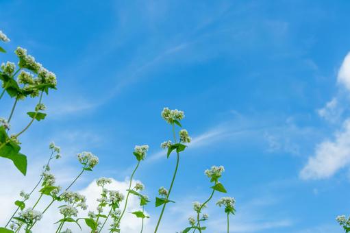 青空に映える蕎麦の花 蕎麦,花,白の写真素材