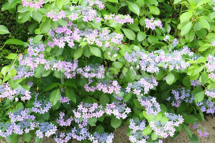 可憐なピンクのガクアジサイ　１ あじさい,ガクアジサイ,紫陽花の写真素材