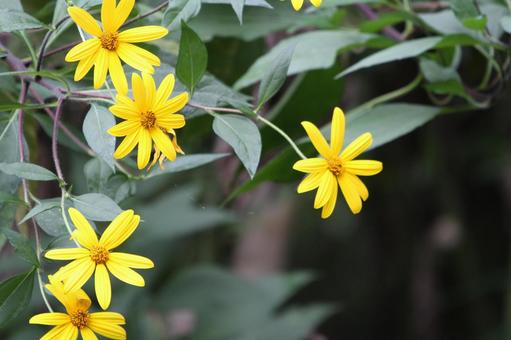 キクイモの花の写真
