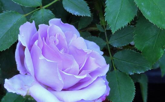 薄紫のバラの花 薄紫のバラの花 バラ,薄紫,花の写真素材