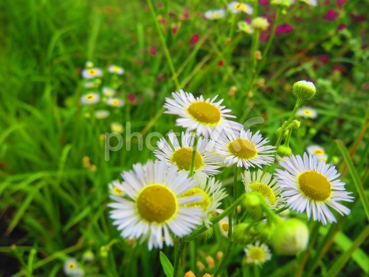 ９月中旬の大池のヒメジョオンの花 背景,ヒメジョオン,素朴で清楚の写真素材