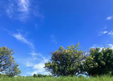 青空と新緑の緑 青空と新緑の緑の写真