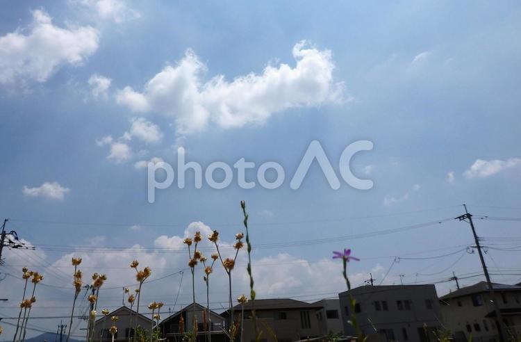 空と住宅街と植物 自然,植物,花の写真素材