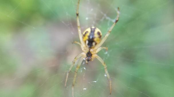 ドヨウオニグモは益虫 ドヨウオニグモは益虫の写真